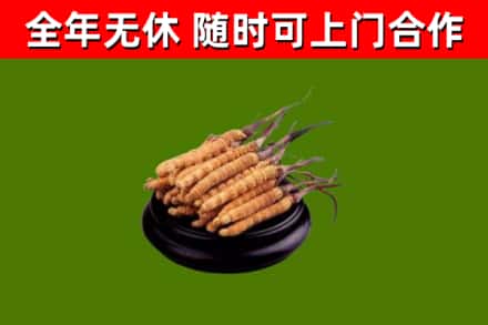 宁江烟酒回收冬虫夏草.jpg