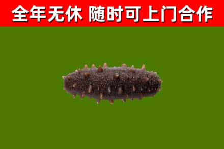 宁江烟酒回收干海参.jpg
